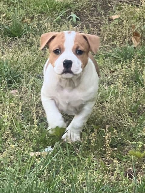 American Staffordshire Terrier Puppies media 14
