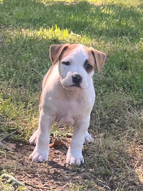 American Staffordshire Terrier Puppies media 13