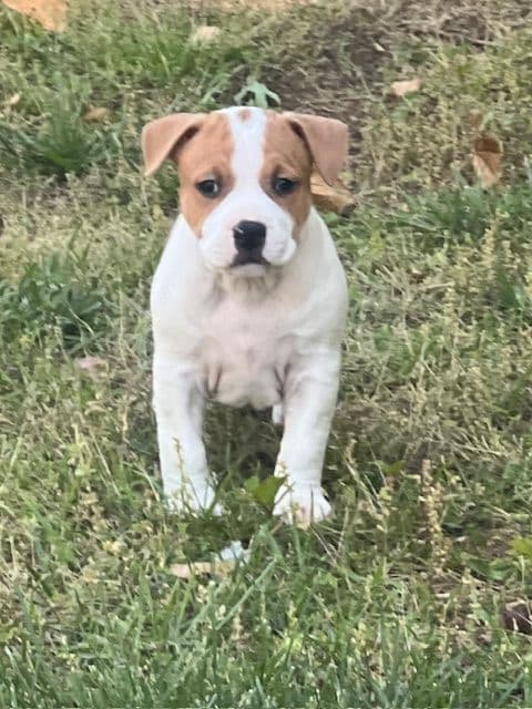 American Staffordshire Terrier Puppies media 12