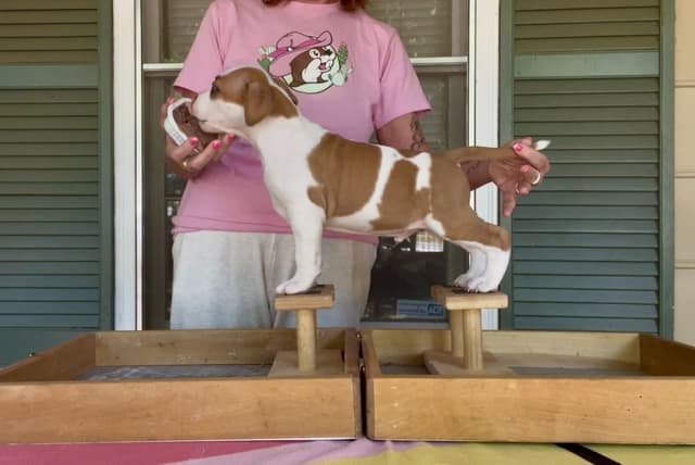 American Staffordshire Terrier Puppies media 16