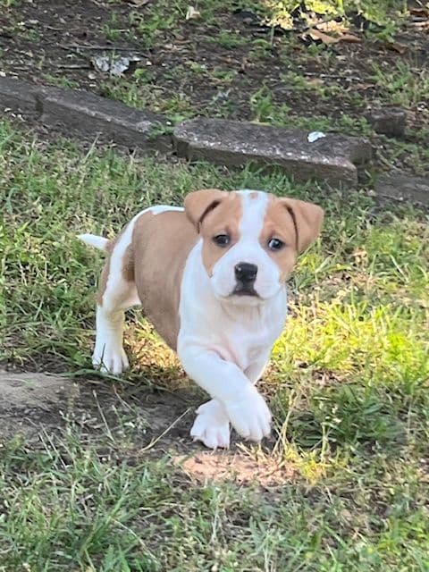 American Staffordshire Terrier Puppies media 17