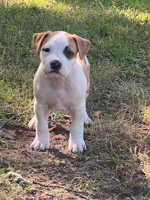 American Staffordshire Terrier Puppies media 18