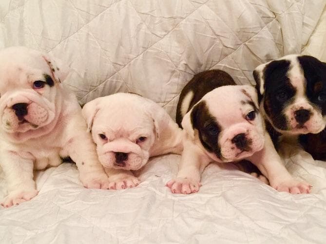 Bulldog Puppies breeder image 16