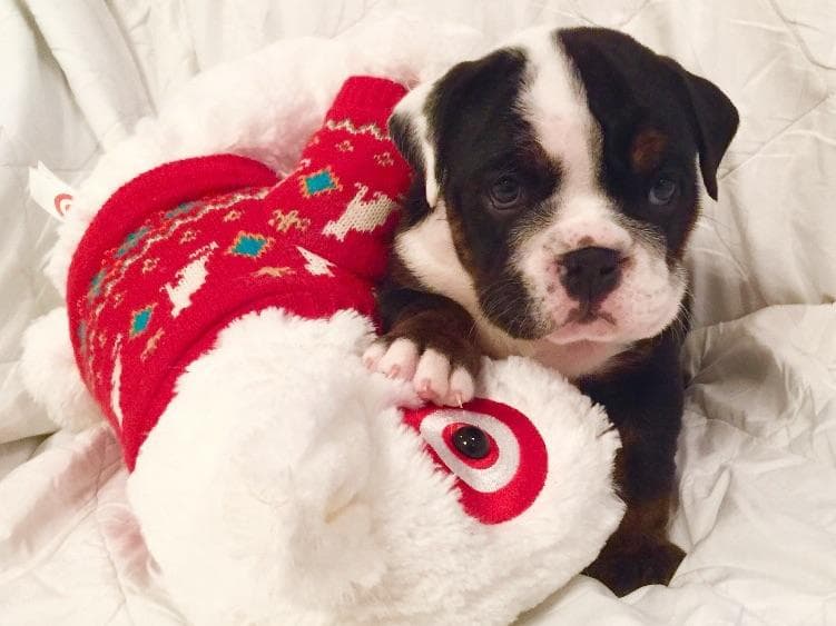 Bulldog Puppies breeder image 18