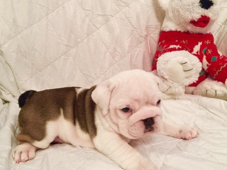 Bulldog Puppies breeder image 19