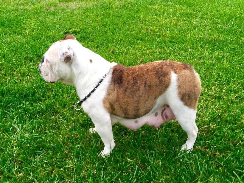 Bulldog Puppies breeder image 20