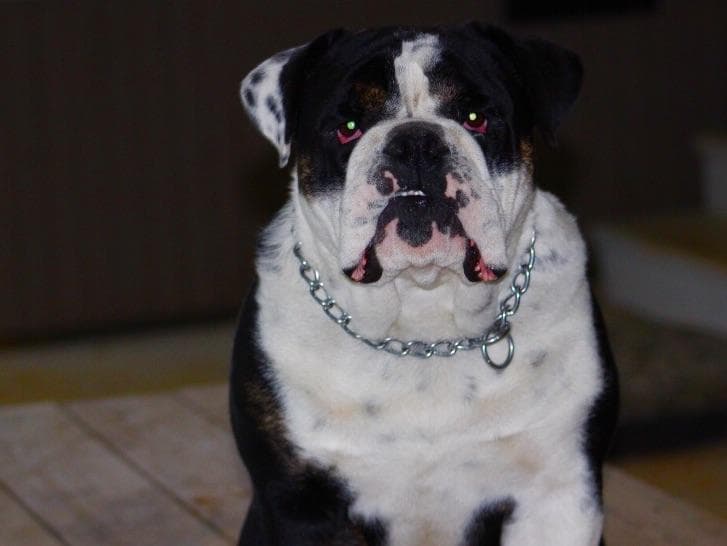 Bulldog Puppies breeder image 21