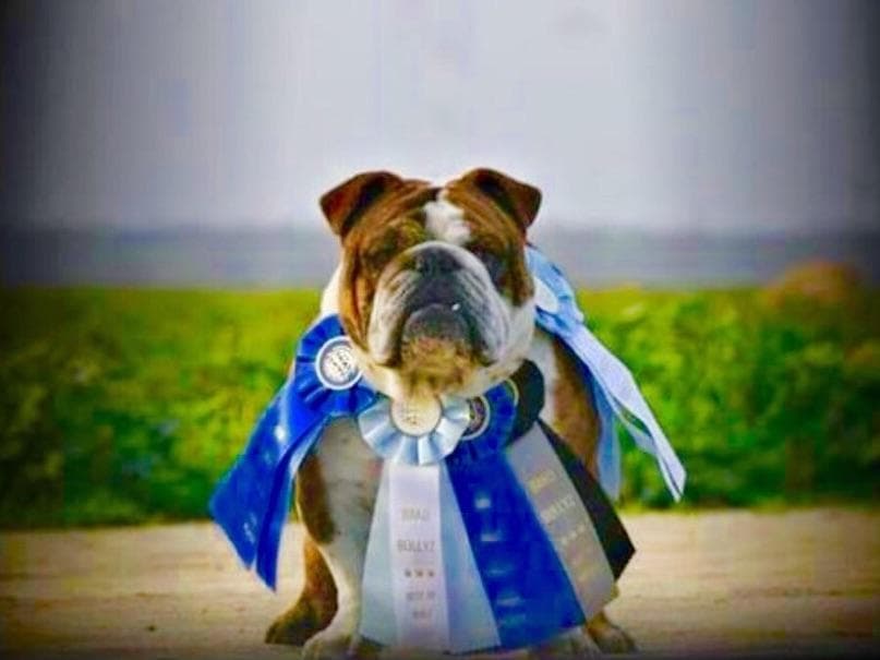Bulldog Puppies breeder image 22