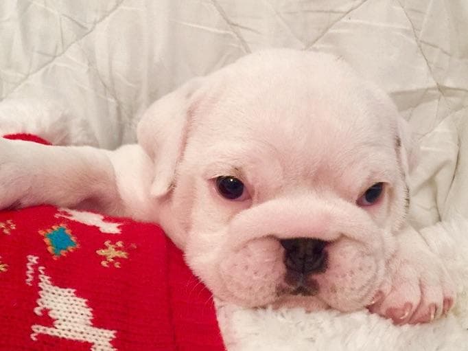 Bulldog Puppies breeder image 23