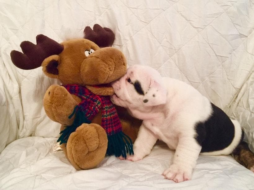 Bulldog Puppies breeder image 24