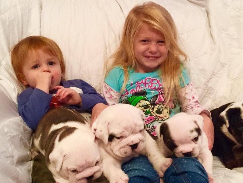 Bulldog Puppies breeder image 26