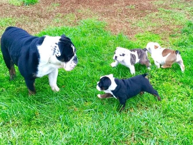 Bulldog Puppies breeder image 27