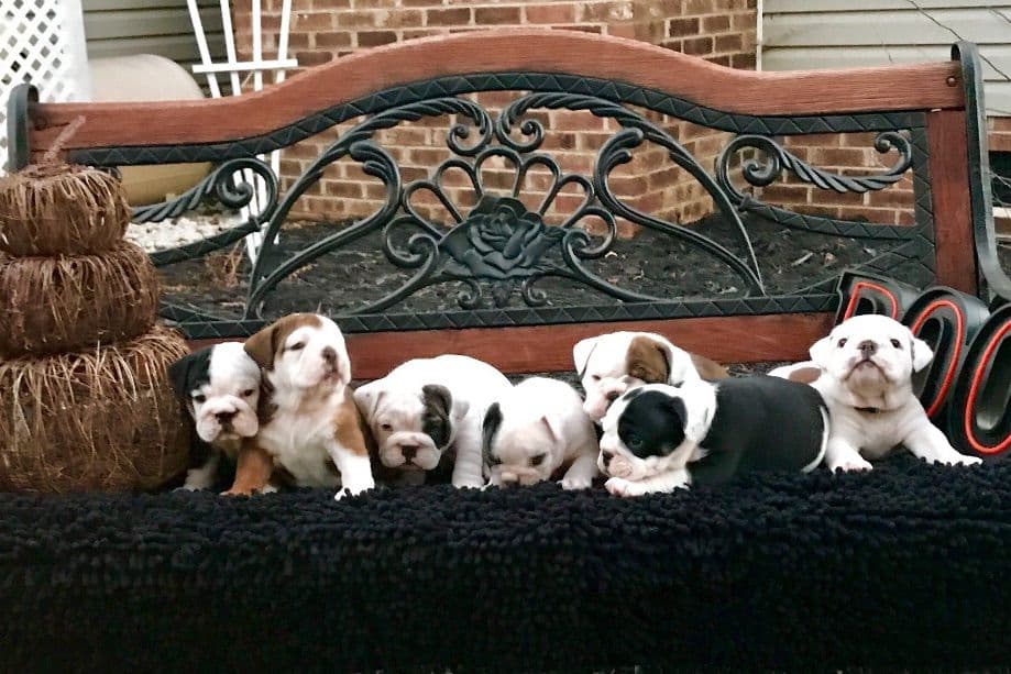 Bulldog Puppies breeder image 1