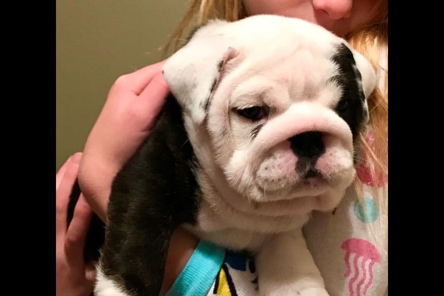 Bulldog Puppies breeder image 14