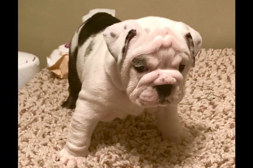 Bulldog Puppies breeder image 13