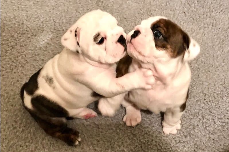 Bulldog Puppies breeder image 11
