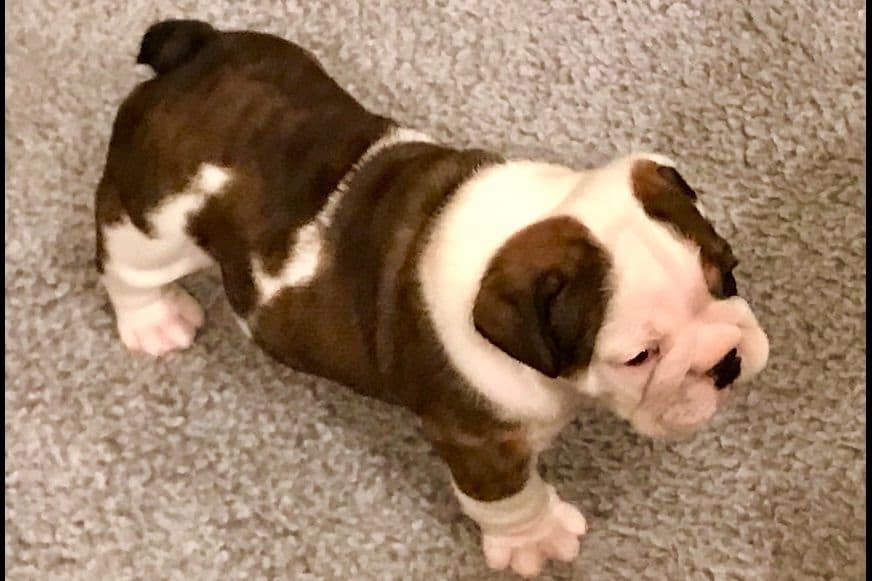 Bulldog Puppies breeder image 10