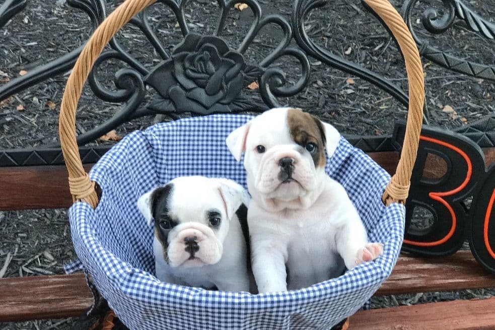 Bulldog Puppies breeder image 8