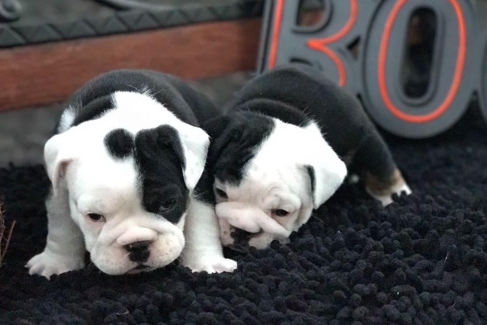 Bulldog Puppies breeder image 7