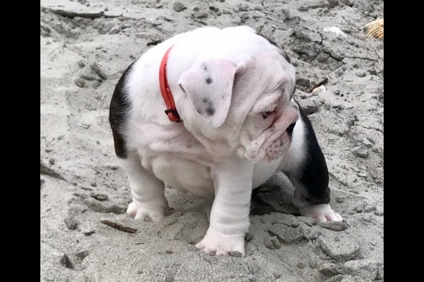 Bulldog Puppies breeder image 6
