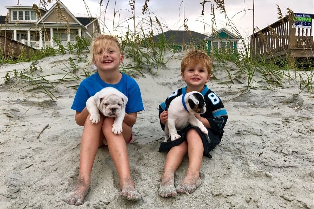 Bulldog Puppies breeder image 4