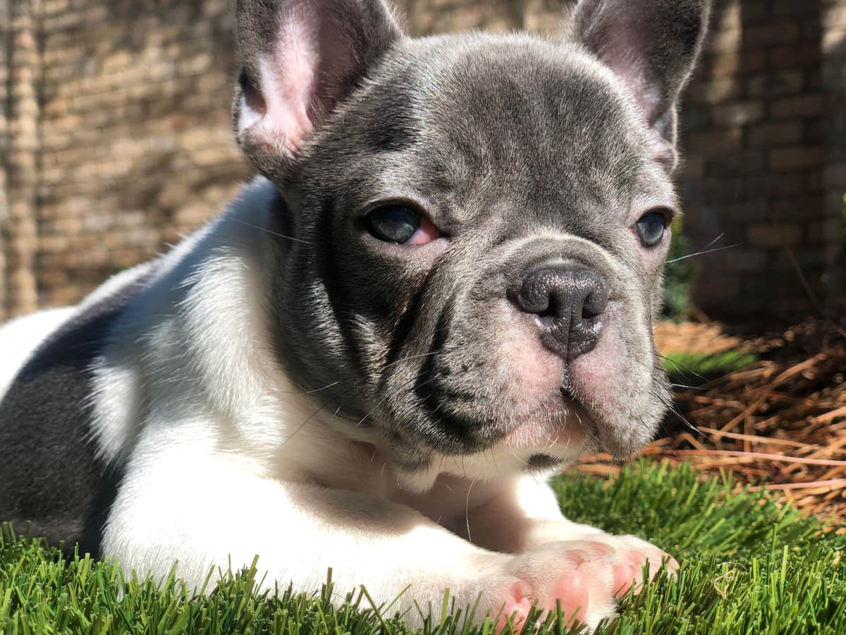 Bulldog Puppies breeder image 29