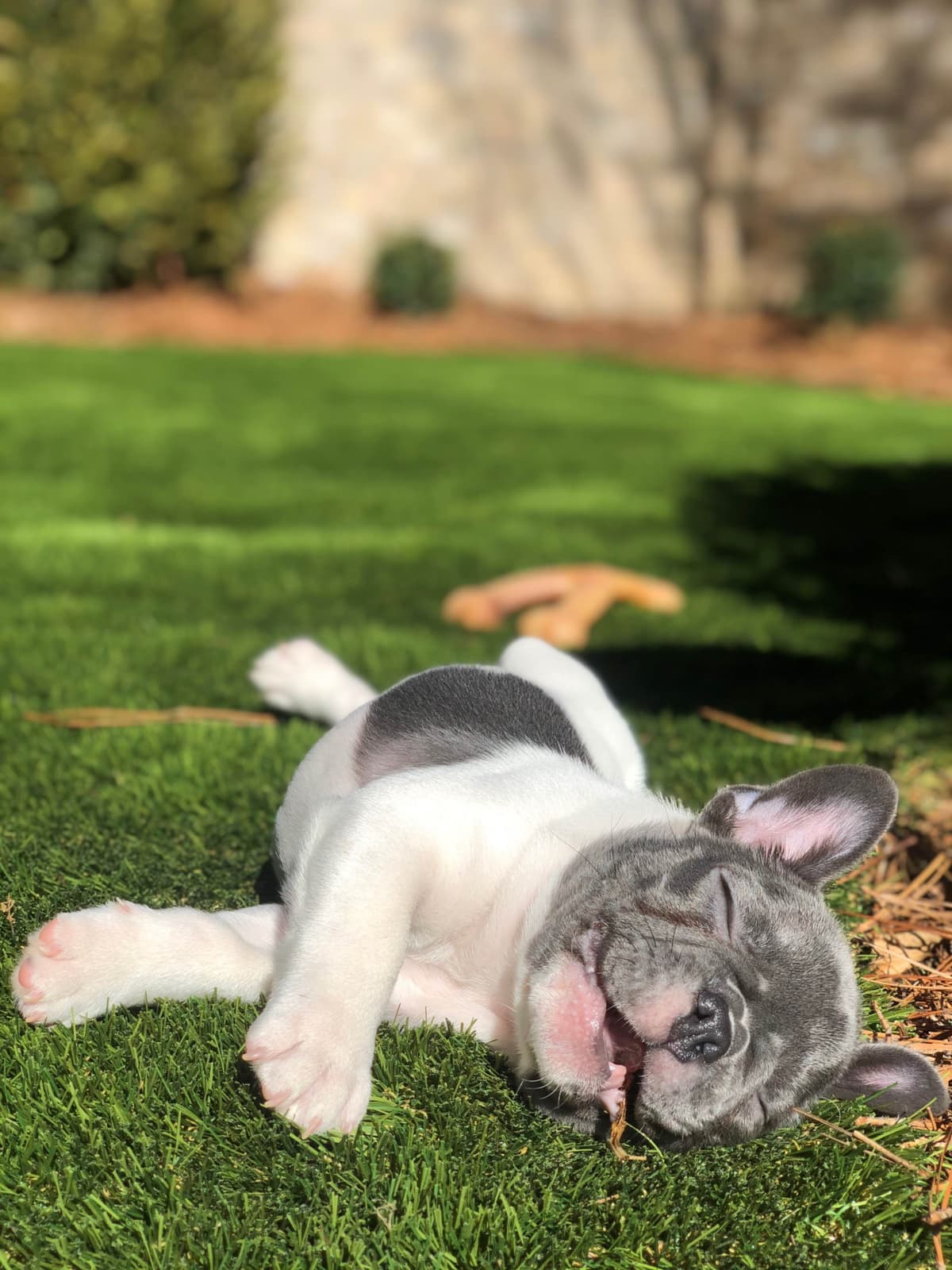 Bulldog Puppies breeder image 30