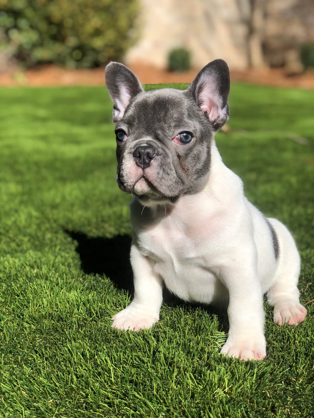 Bulldog Puppies breeder image 32