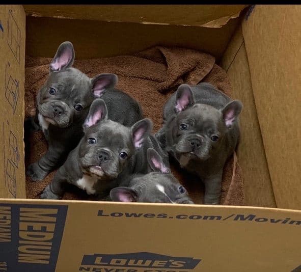 Bulldog Puppies breeder image 35