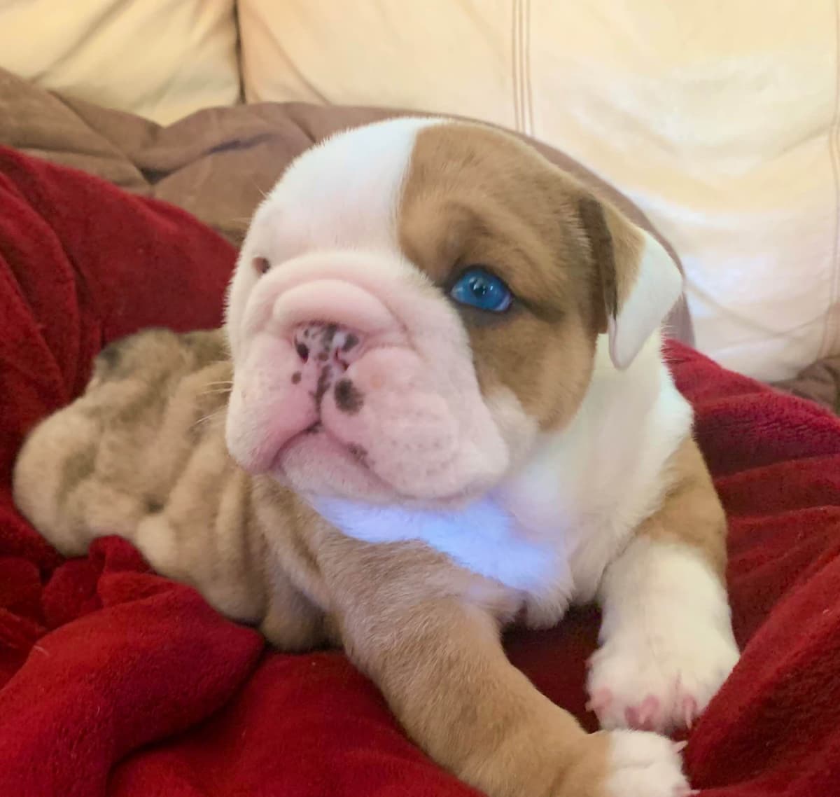 Bulldog Puppies breeder image 36