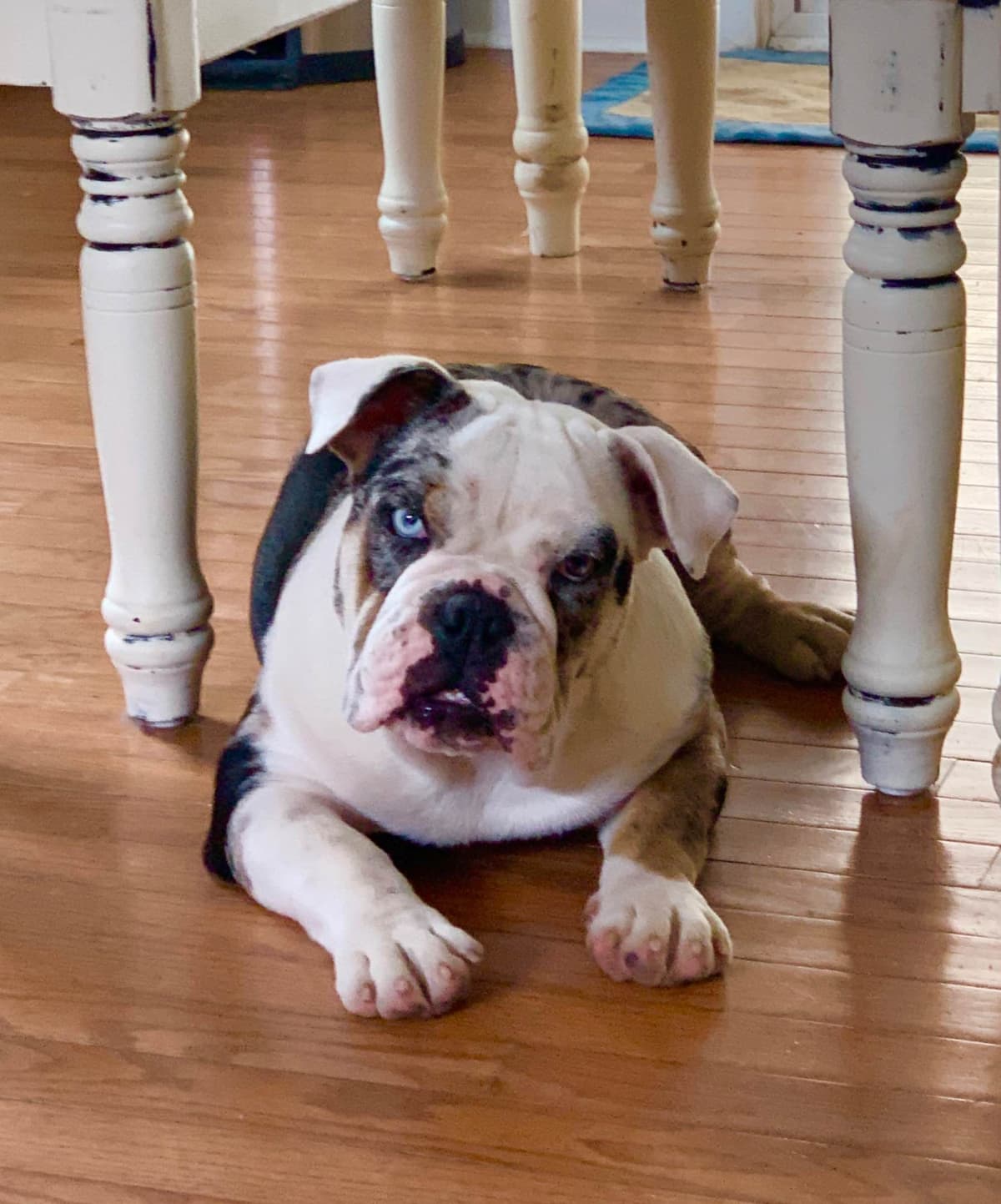 Bulldog Puppies breeder image 37