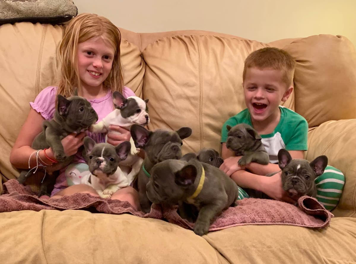 Bulldog Puppies breeder image 39