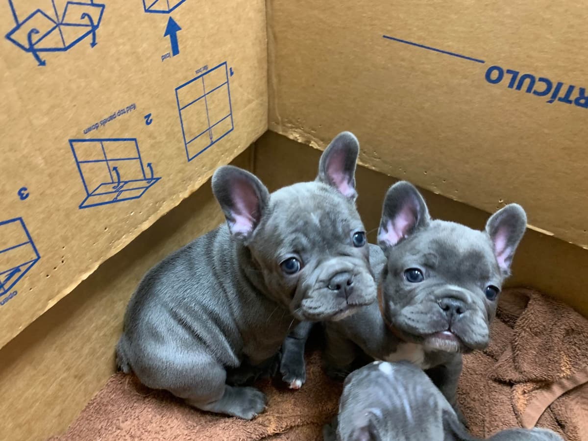 Bulldog Puppies breeder image 42