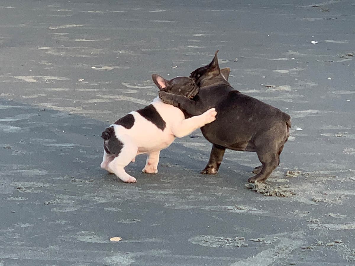 Bulldog Puppies breeder image 41