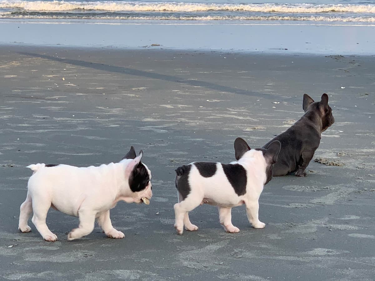 Bulldog Puppies breeder image 46