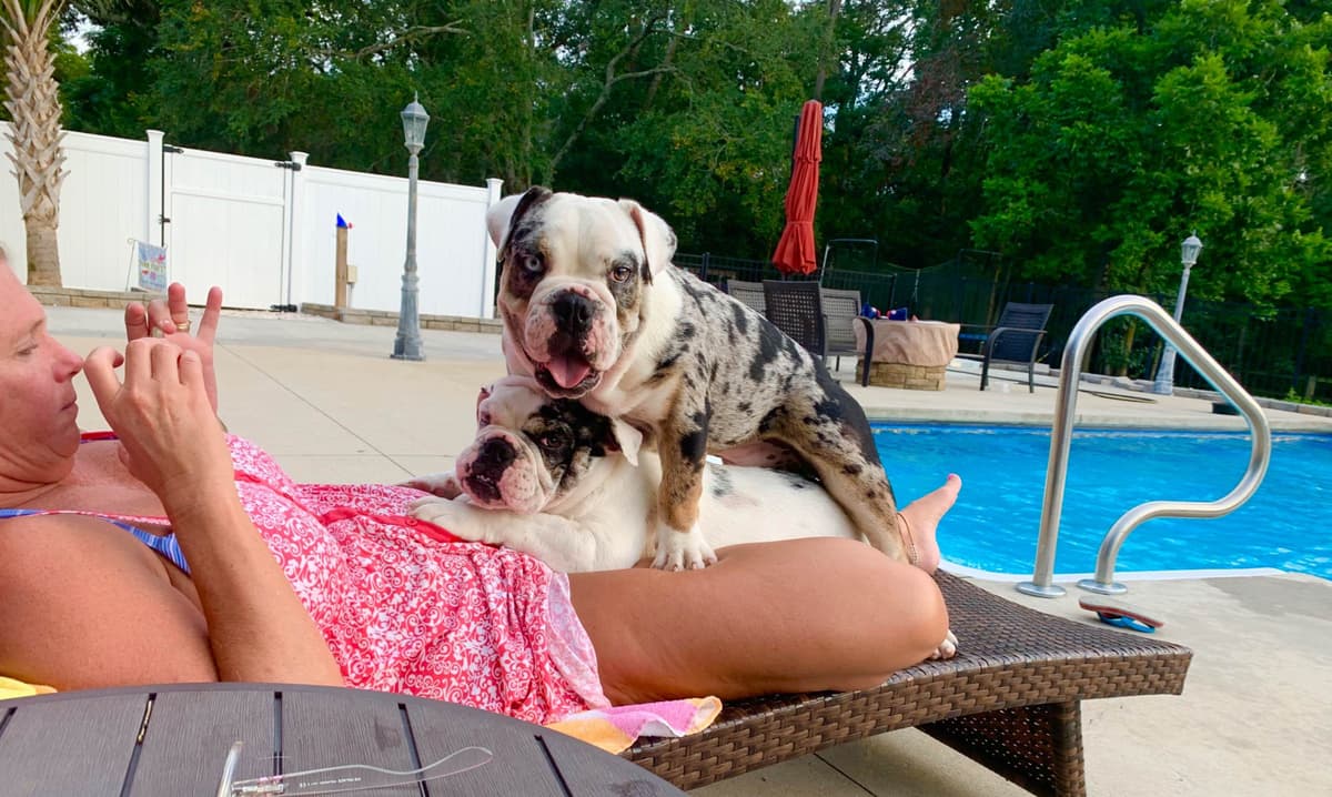 Bulldog Puppies breeder image 49