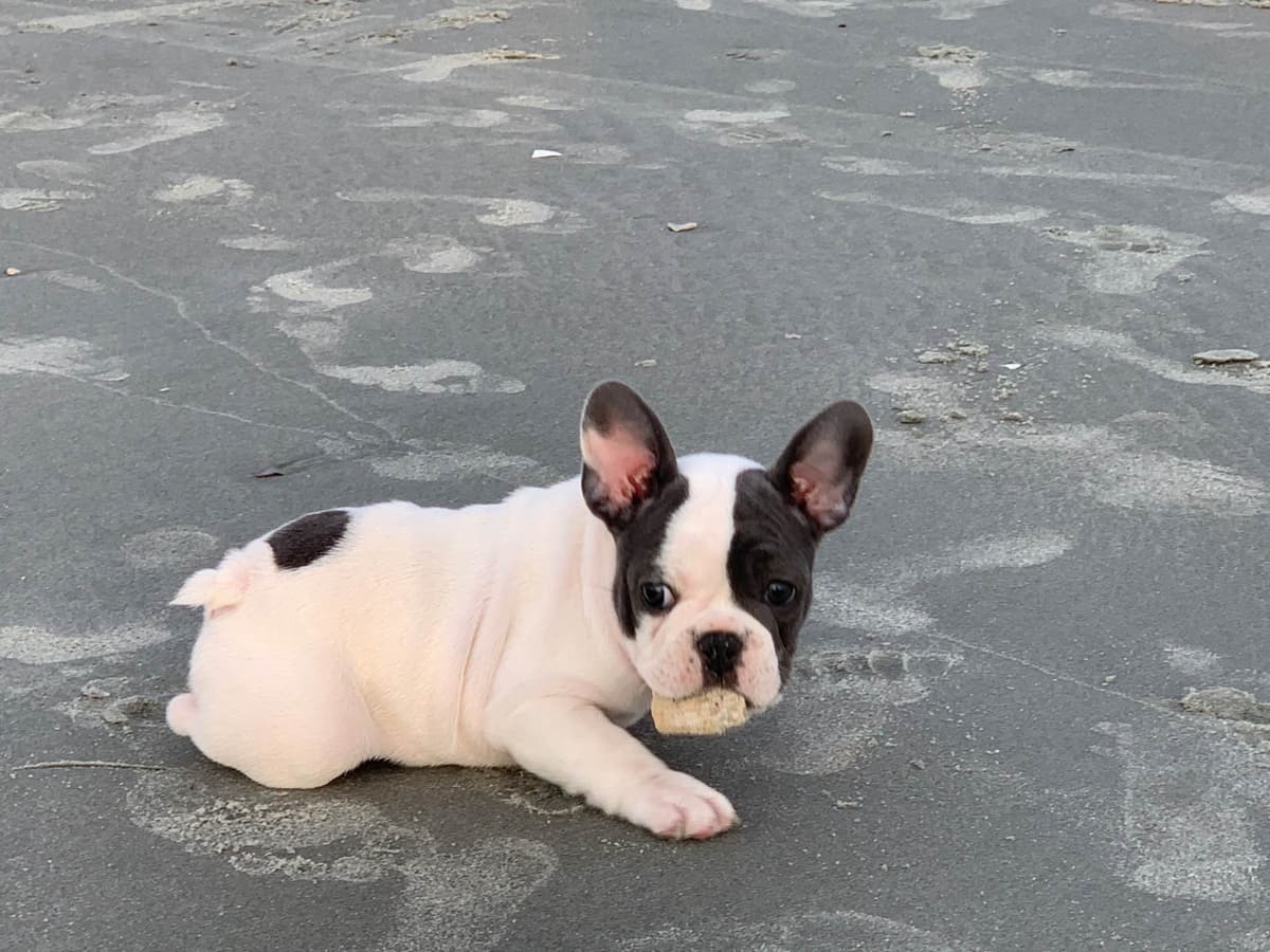 Bulldog Puppies breeder image 50