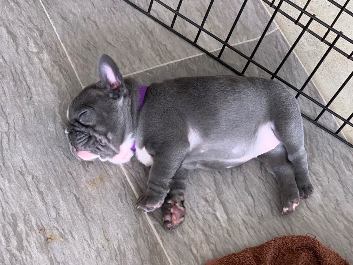Bulldog Puppies breeder image 51