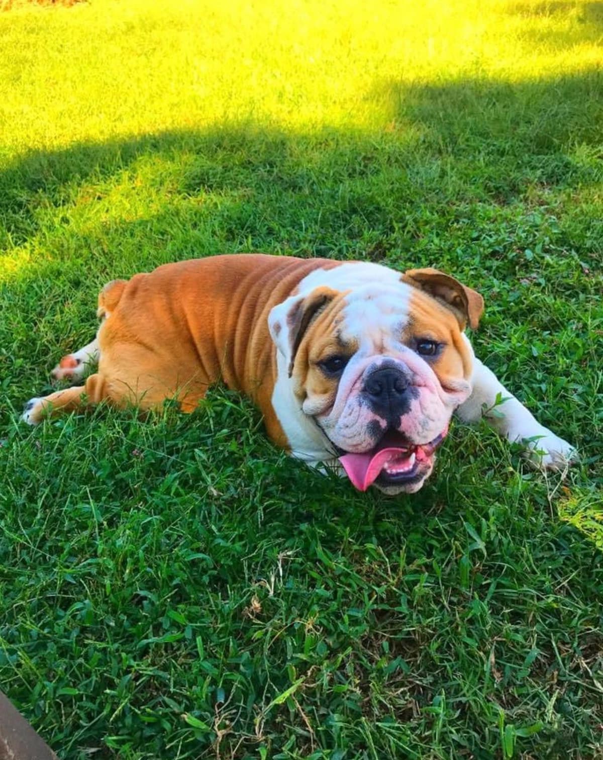 Bulldog Puppies breeder image 53