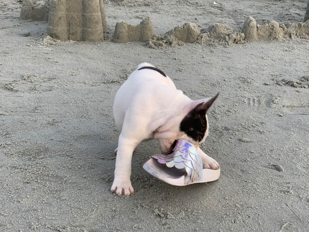 Bulldog Puppies breeder image 57