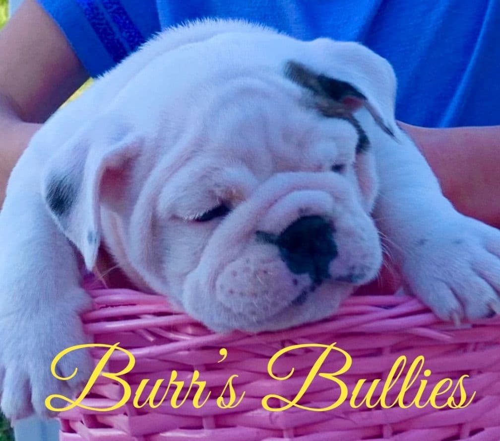 Bulldog Puppies breeder image 59