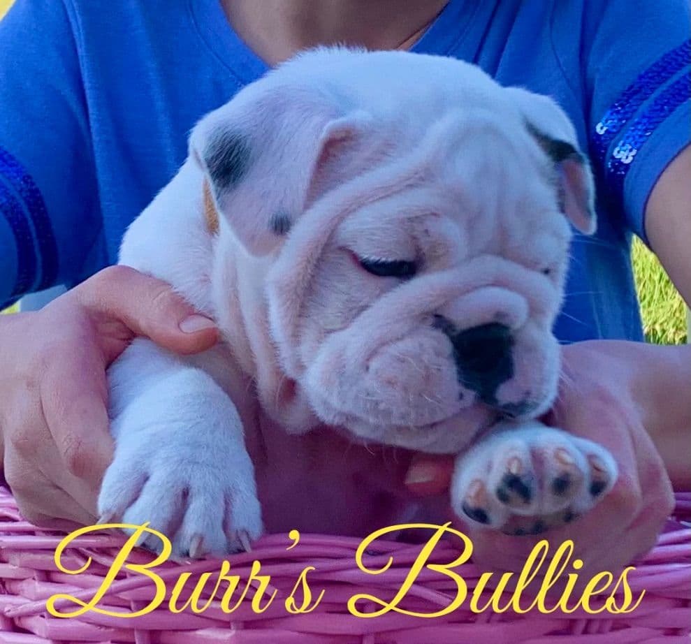 Bulldog Puppies breeder image 60