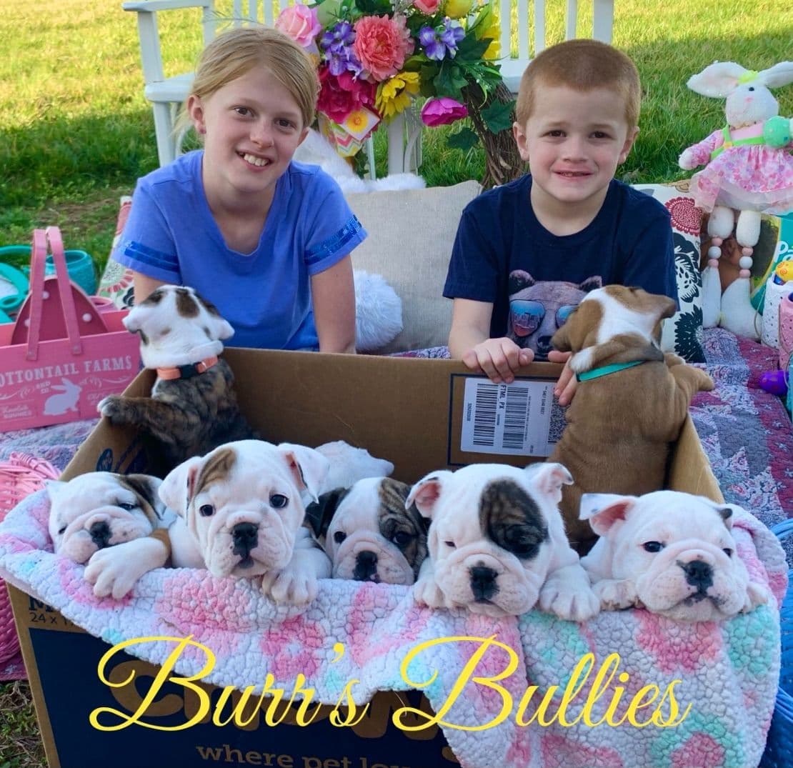 Bulldog Puppies breeder image 61