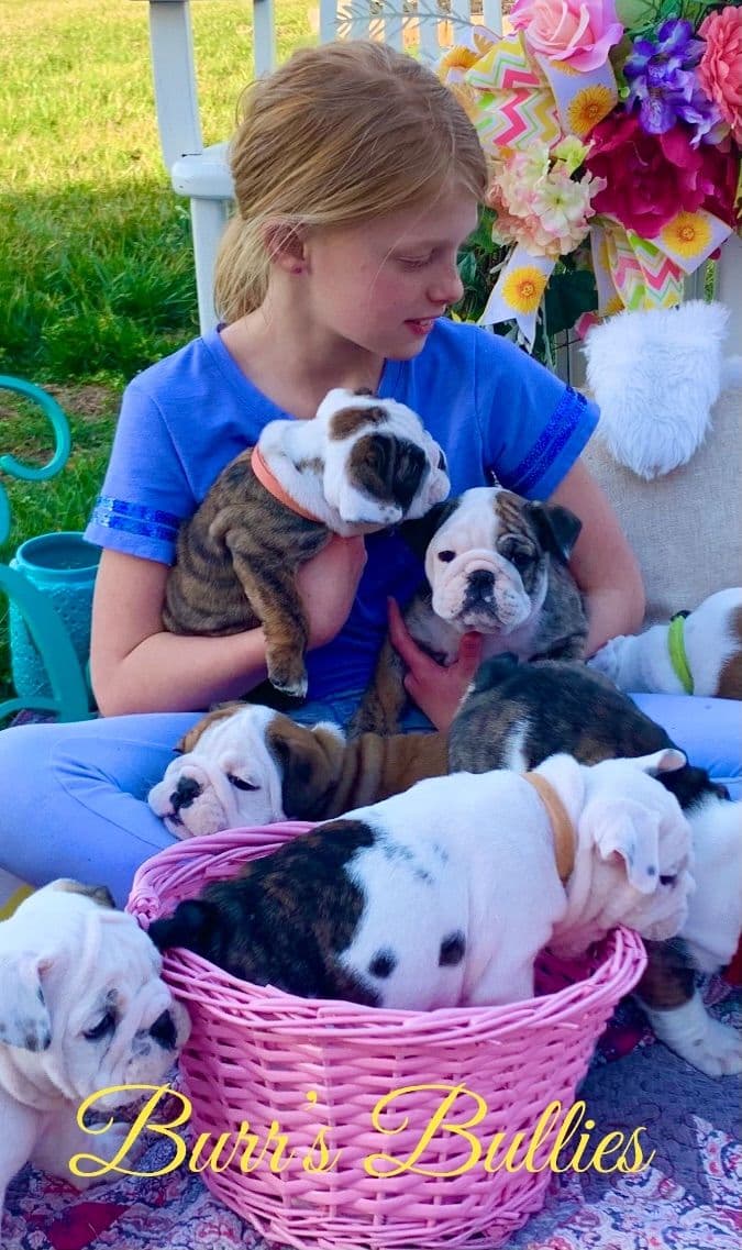 Bulldog Puppies breeder image 62