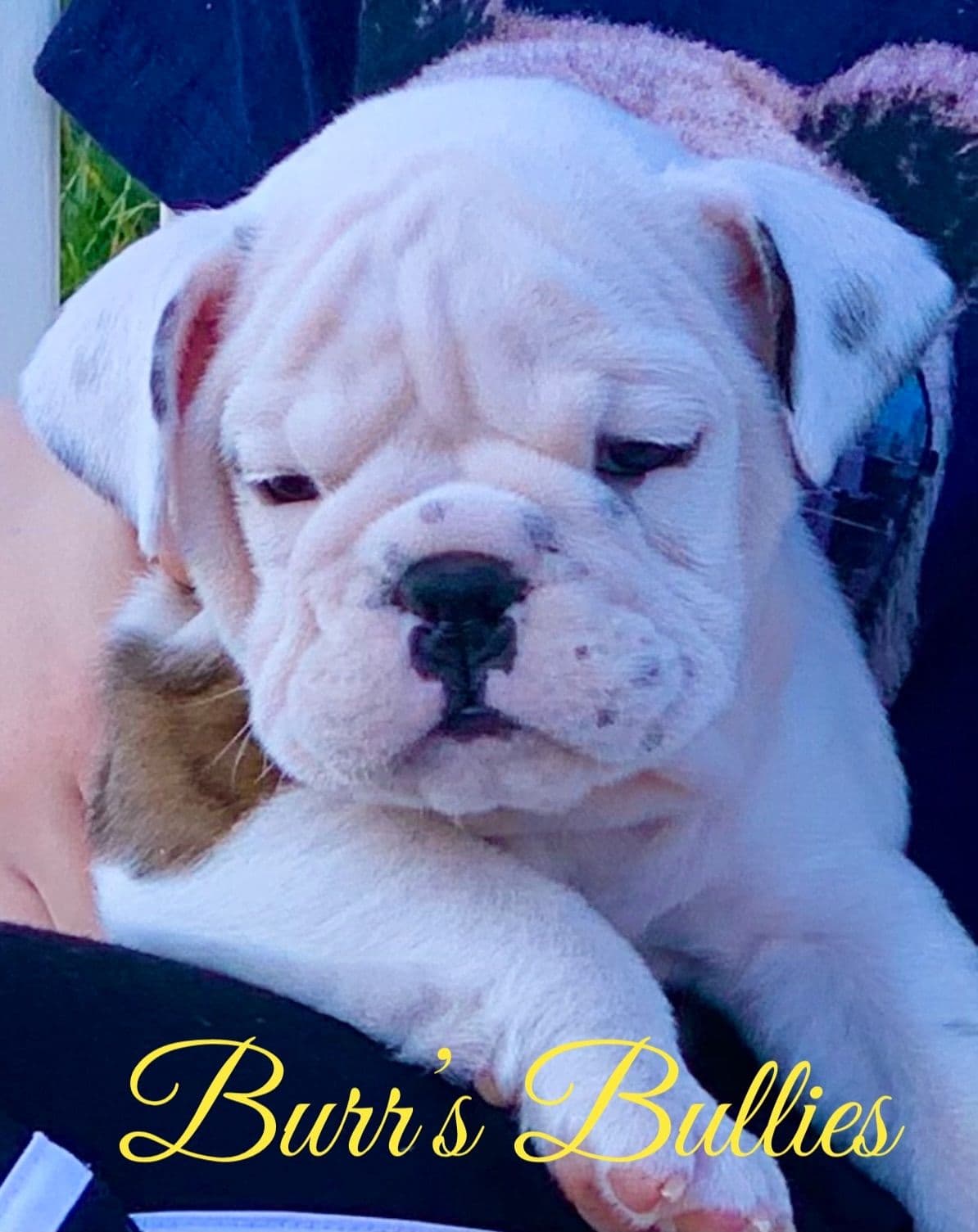 Bulldog Puppies breeder image 65