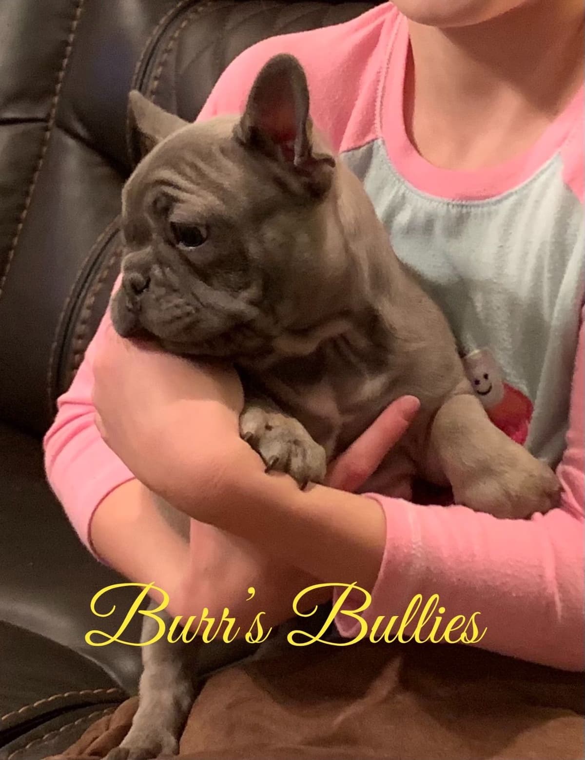 Bulldog Puppies breeder image 67