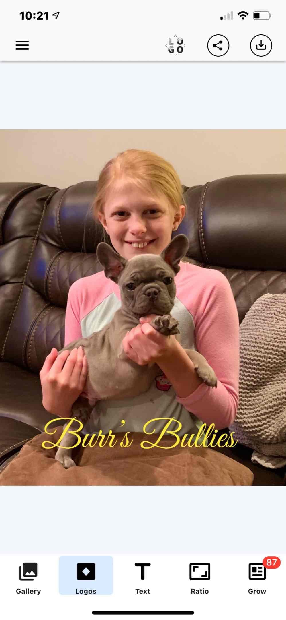 Bulldog Puppies breeder image 66
