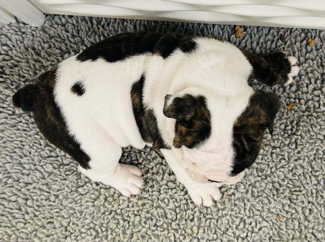 Bulldog Puppies media 2