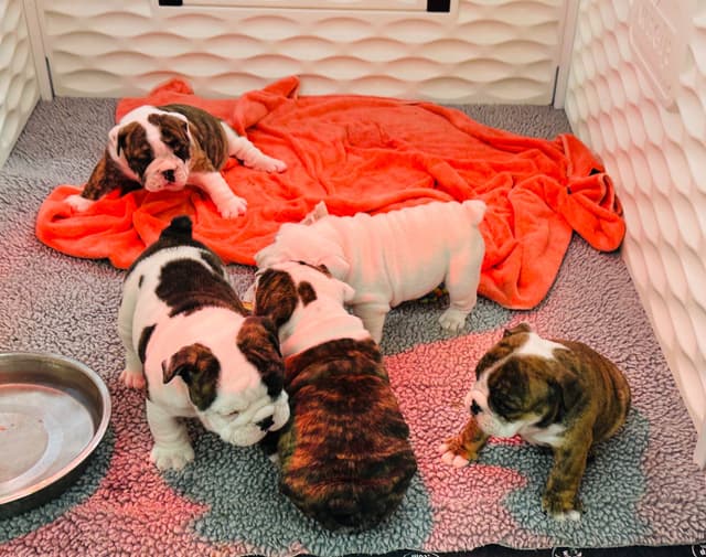 Bulldog Puppies media 5