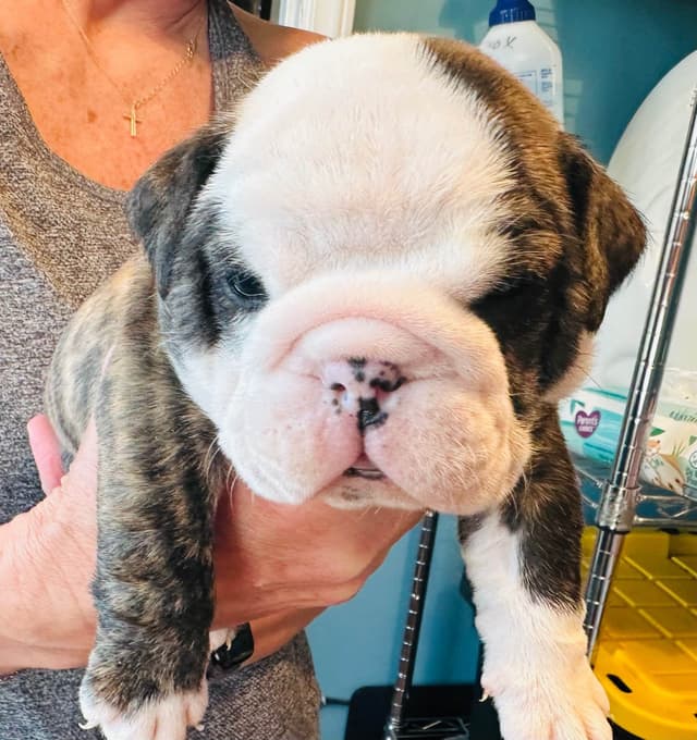 Bulldog Puppies media 6
